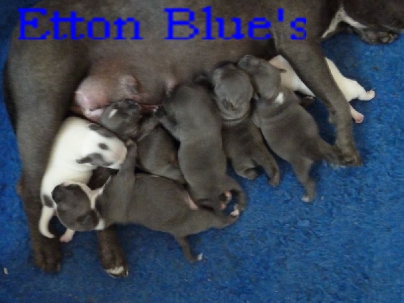 chiot Staffordshire Bull Terrier Etton Blue's
